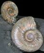 Iridescent Ammonite Fossils Mounted In Shale - x #38234-3